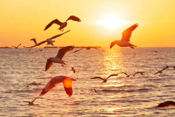 istock Flock of Seagulls flying on sunset sky. 1194703465