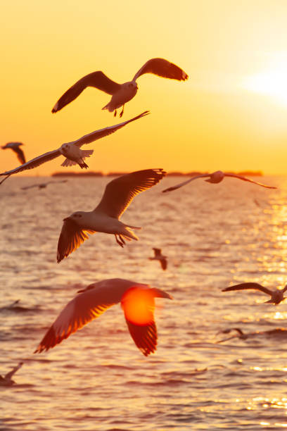 istock Flock of Seagulls flying on sunset sky. 1194703583