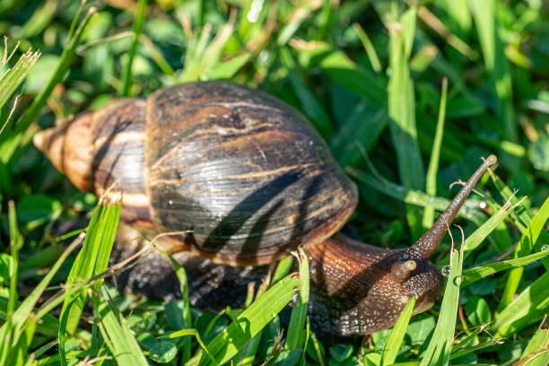 istock Giant African Snail (Achatina fulica) Entebbe, Uganda 1194704108