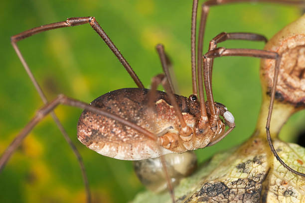 istock Harvestman feeding on egg. Macro photo. 119470598
