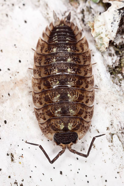 istock Woodlouse. Extreme close-up. 119470653