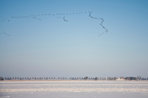 Gaggle geese flying above snowy farmland of the Netherlands