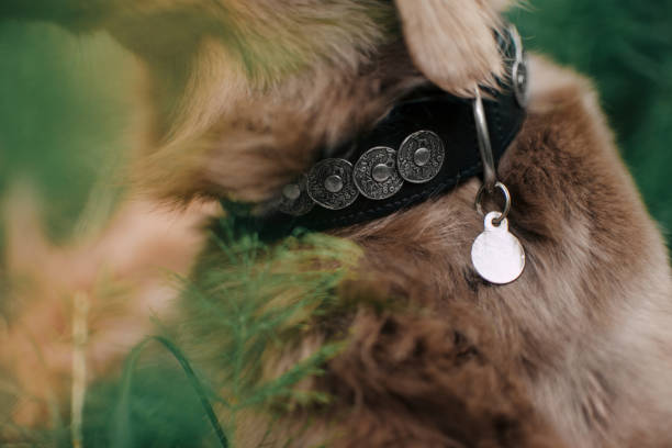 close up of dog collar with id tag close up of a dog wearing collar with id tag weimaraner dog animal domestic animals stock pictures, royalty-free photos & images