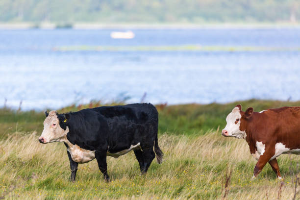 istock Two cows walking in the grass in the meadow by the lake 1194708461