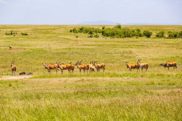 istock Eland antelope on african savannah 1194708541