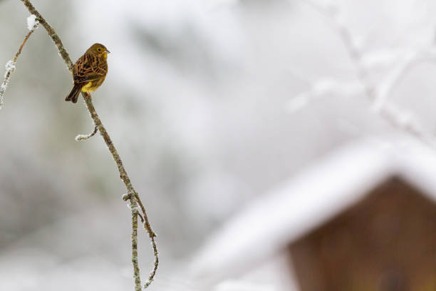 istock Yellowhammer on a frosty branch 1194708718