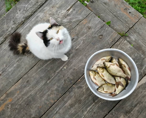 istock The cat eats live fish. Fish catch. Feeding the cat with fish 1194709238