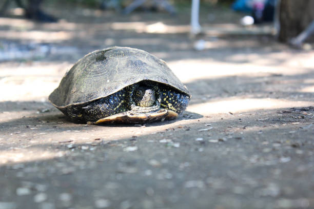 river turtle shrank his head on the ground - shrank imagens e fotografias de stock