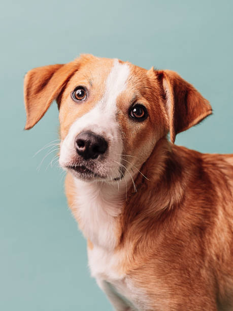 cute puppy against blue mixed breed - mixed breed dog fotos imagens e fotografias de stock