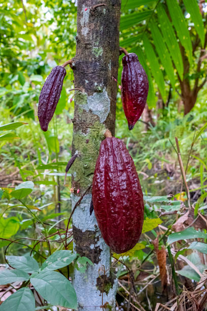 istock Cocoa bean ripe in tree in jungle before harvest 1194711150