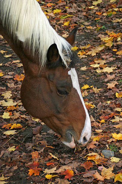 istock Horse eating leaves 119471135