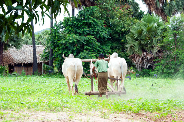 Field ploughing beside the Irrawaddy River, Mandalay, Myanmar. Daily life revolves around natural products and handicrafts for tourists beside the Irrawaddy River, where palm tree extracts are processed into wine, and various  food delicacies, whilst day-to-day existence is of a basic simple style , Mandalay, Myanmar