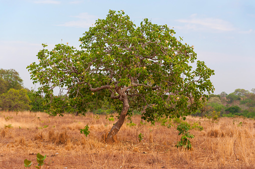 pequi tree and dry land