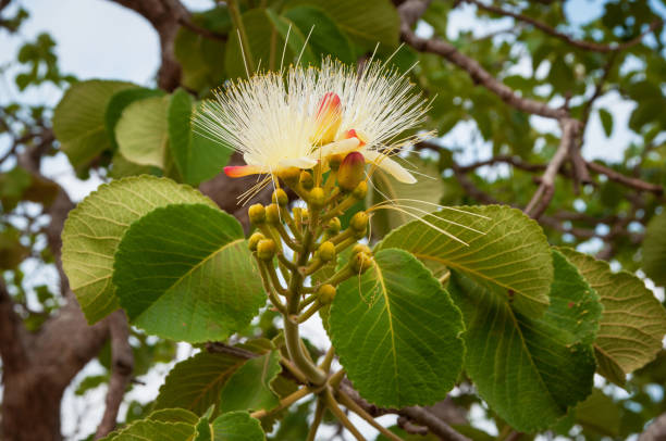 istock pequi flower in bloom 1194712630