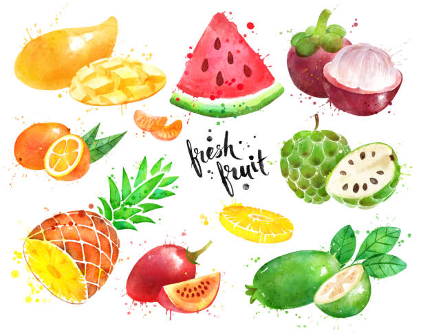 ilustraciones, imágenes clip art, dibujos animados e iconos de stock de conjunto de ilustración de acuarela de fruta - feijoo