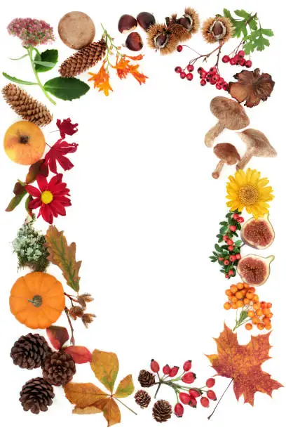 Photo of Autumn Harvest Festival Background Border