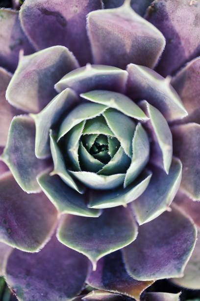 istock Succulent Macro shot - natural plants 1194715090
