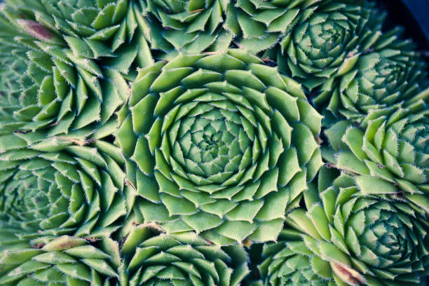 istock Succulent Macro shot - natural plants 1194715093