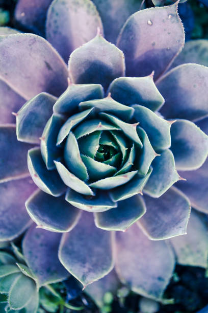 istock Succulent Macro shot - natural plants 1194715097