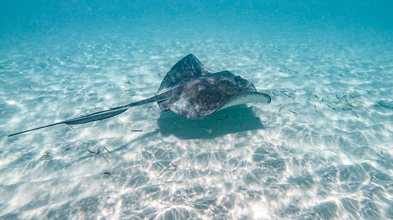 Stingray in the beautiful secluded Salt Pond Beach on the tropical Caribbean island of St. John in the US Virgin Islands