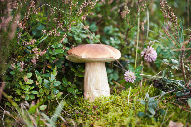istock Wild raw boletus mushroom in Latvian forest 1194715166