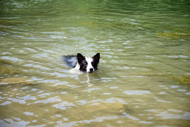 istock Dog swimming in the lake 1194716695