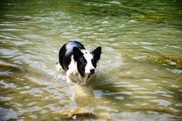 istock Dog swimming in the lake 1194716704