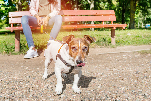 Dog Jack Russell Terrier on a leash with curiosity and great interest in looking forward, licking tongue muzzle, mistress sitting on a bench in the park