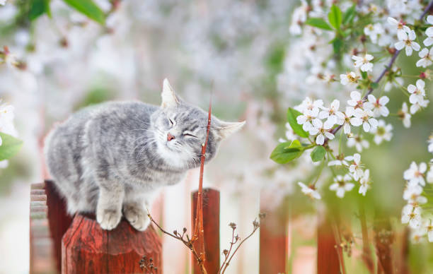 白い花を持つ桜の枝の下の5月のサニーガーデンに座っているかわいい縞模様の猫の肖像画 - apple tree branch ストックフォトと画像