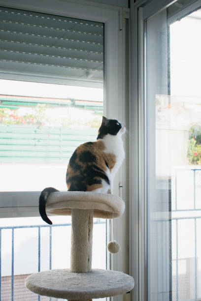 istock Cat looking through the window, staring at the bird 1194720707