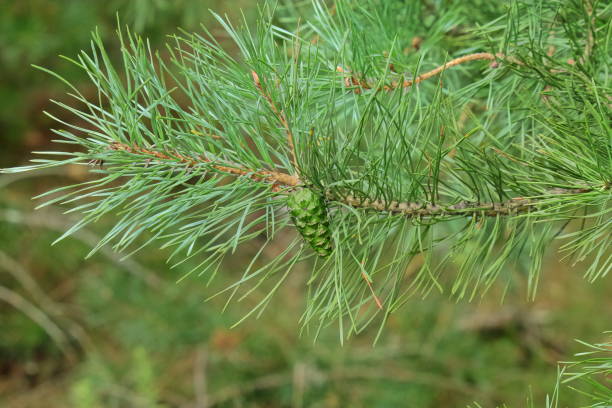 istock A young green cone on a pine branch 1194720882