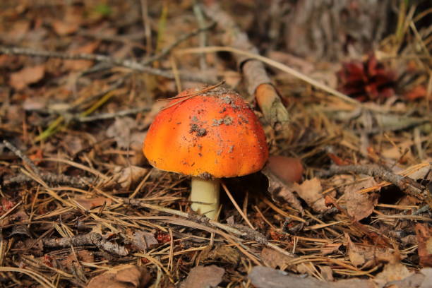 istock edible mushroom Russula 1194720898