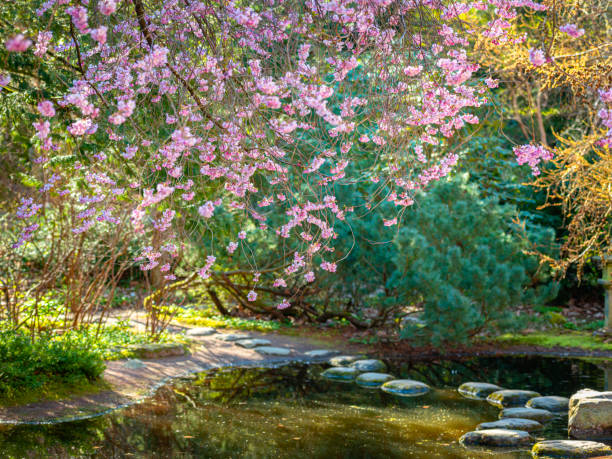 Japanese garden with Ornamental Cherry Tree