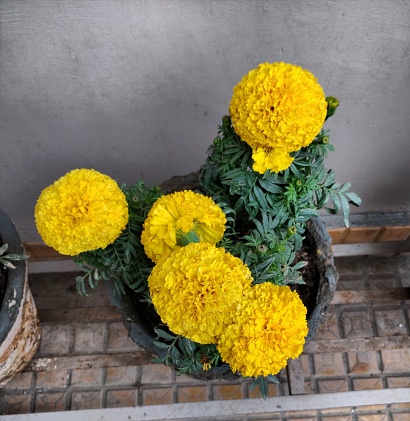 Tagetes patula orange coloured marigold flowers outdoors potted plants