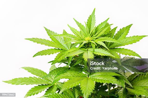 Busch Ein Hanf Stockfoto und mehr Bilder von Hanfpflanze - Hanfpflanze, Freisteller – Neutraler Hintergrund, Marihuana - Cannabisblütenstände und -blätter in unverarbeiteter Form