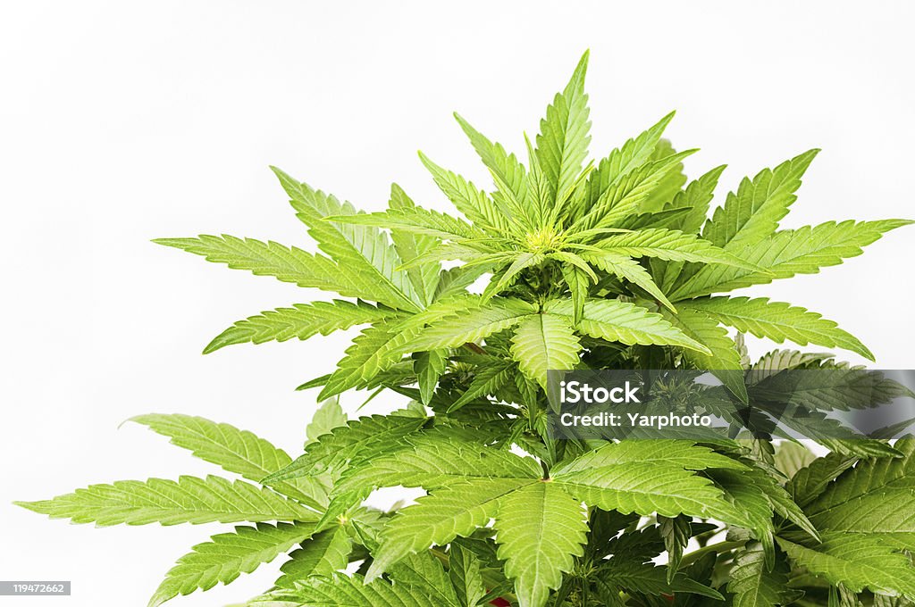 Bush d'un Chanvre - Photo de Plant de cannabis libre de droits
