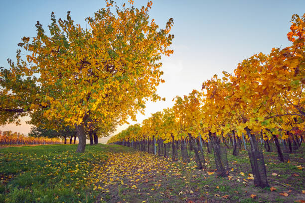 istock Autumn colored rows of vineyards at sunset 1194728036