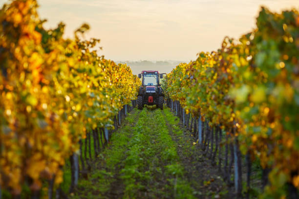kolorowa winnica w jesienny dzień z ciągnikiem - winery autumn vineyard grape zdjęcia i obrazy z banku zdjęć