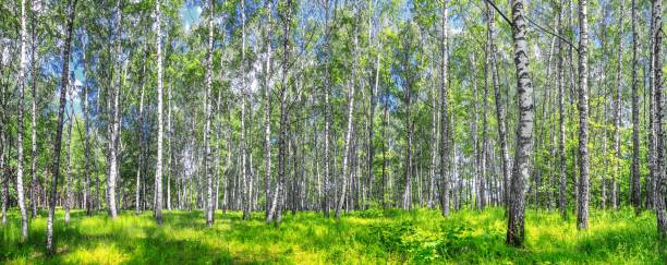 istock Birch grove on a sunny spring summer day 1194728116