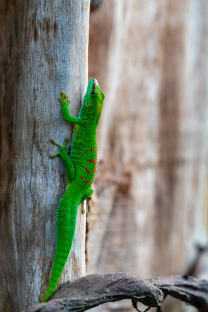istock Madagascar Giant Day Gecko 1194728135