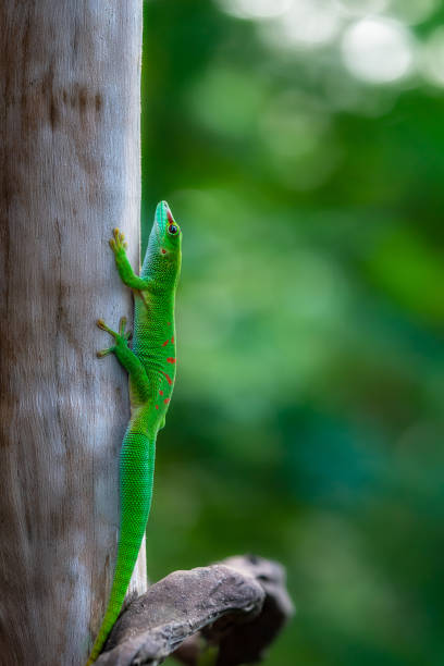 istock Madagascar Giant Day Gecko 1194728393
