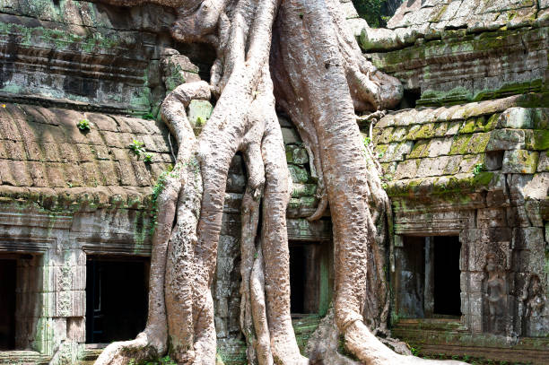 istock Ta Prohm roots around windows, Angkor Wat temple complex, Siem Reap, Cambodia 1194729521