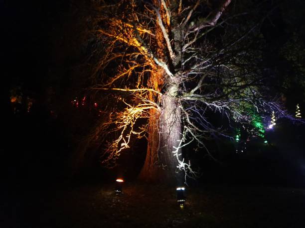 istock Christmas Lights at Bedgebury 1194729881