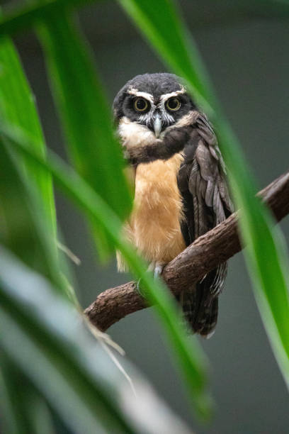 Spectacled Owl One Spectacled Owl spectacled owls (pulsatrix perspicillata) stock pictures, royalty-free photos & images