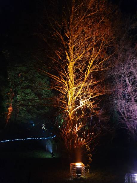 istock Christmas Lights at Bedgebury 1194730705