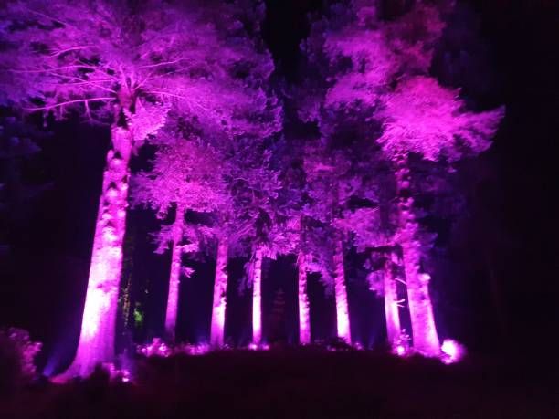 istock Christmas Lights at Bedgebury 1194730743