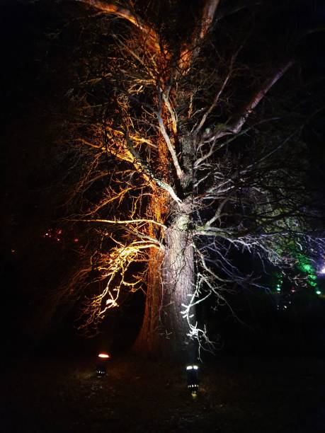 istock Christmas Lights at Bedgebury 1194730858
