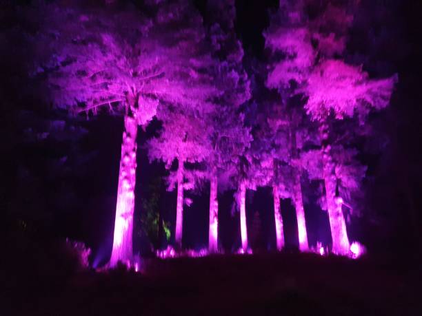 istock Christmas Lights at Bedgebury 1194730912