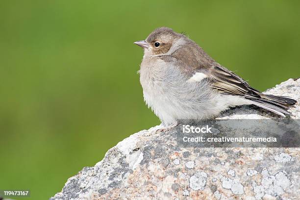 Pinzón Vulgar Jóvenes En Pared Foto de stock y más banco de imágenes de Animal - Animal, Color - Tipo de imagen, Fauna silvestre