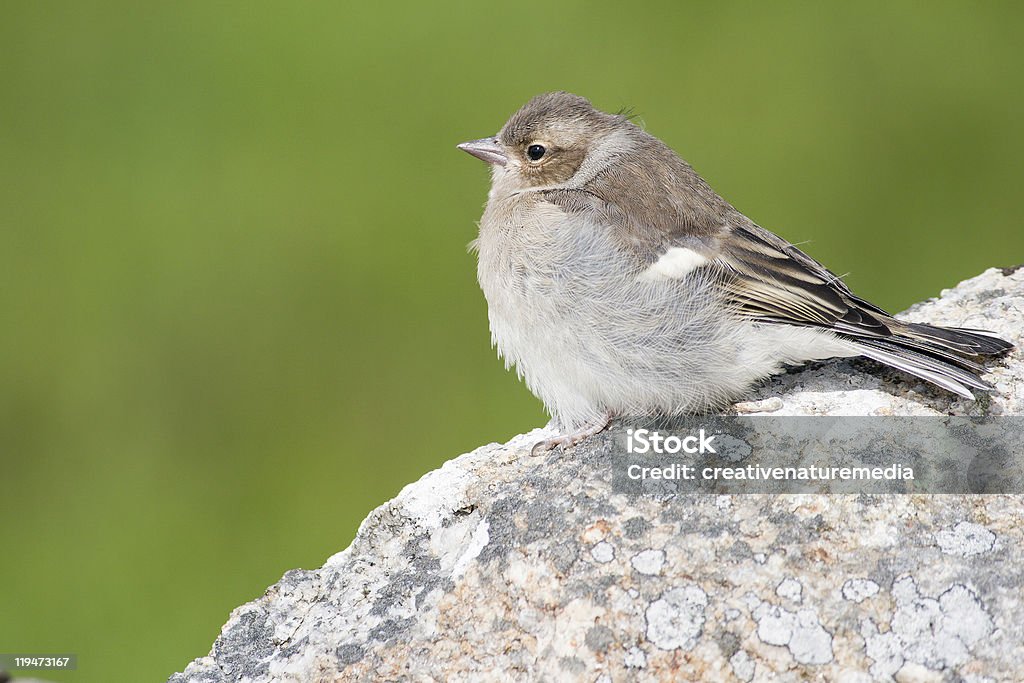 Juvenile Fringuello comune sulla parete - Foto stock royalty-free di Animale